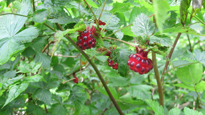 Illustration for article titled The Tastiest Berries That Grow Wild In North America
